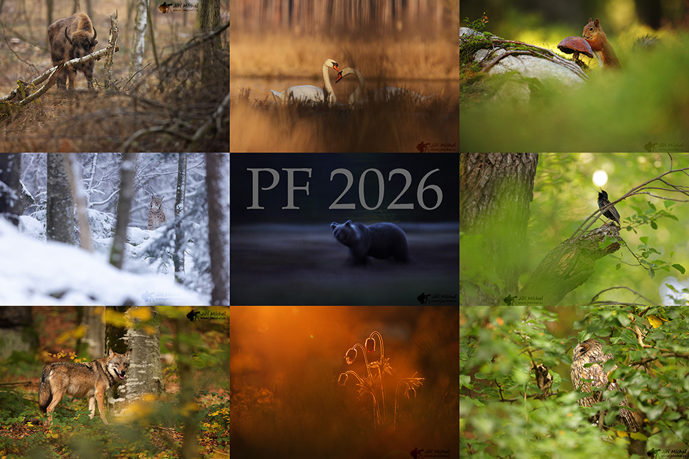 pf 2026 20251220 2098691330