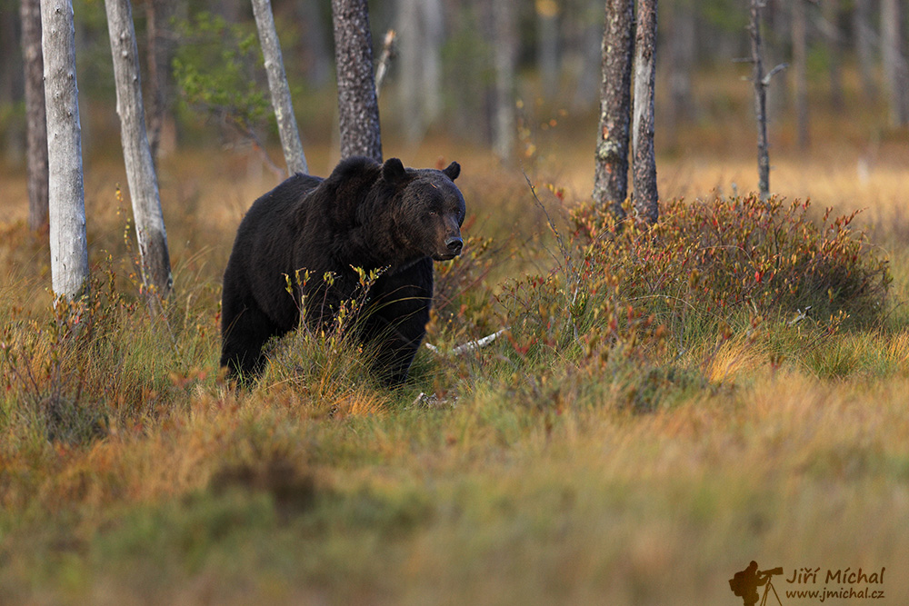 c5ri5833 20260201 1938259779