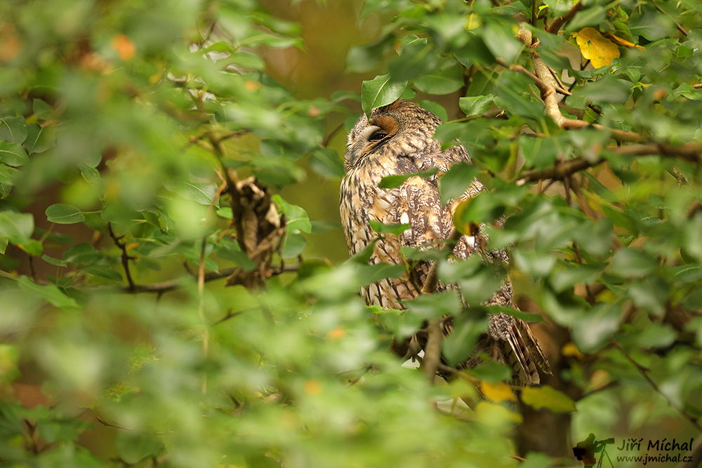 c5ri6881 20260215 1689201435