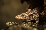 anolis_sedy_jiri_michal_5D3_2865