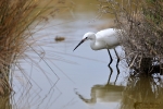 Camargue 2019