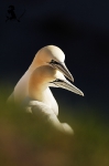 Helgoland a Dune 2012