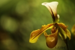 o5D3B3783_paphiopedilum x lathamianum