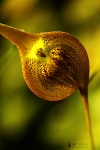 o5D3B3885masdevallia princeps