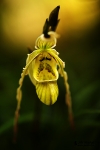 o5D3B4077phragmipedium pearcei